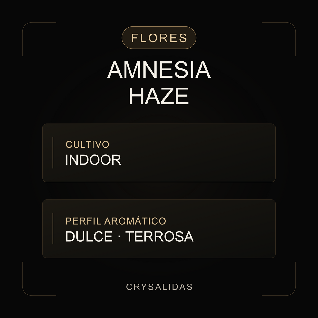 Amnesia Haze Hydroponica CBD