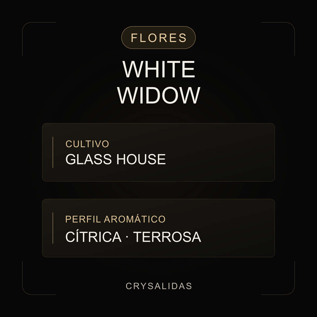 White Widow Glasshouse CBD