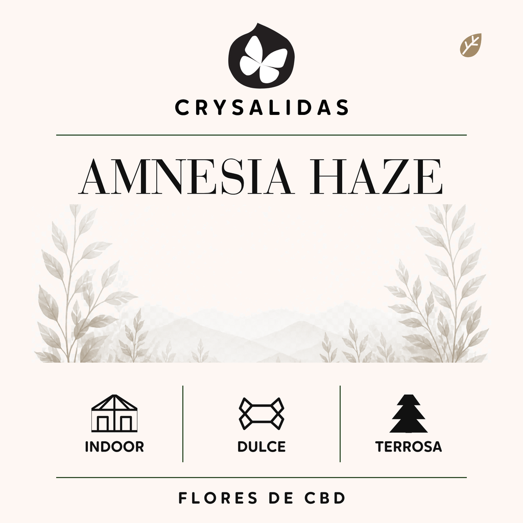 Amnesia Haze Hydroponica CBD