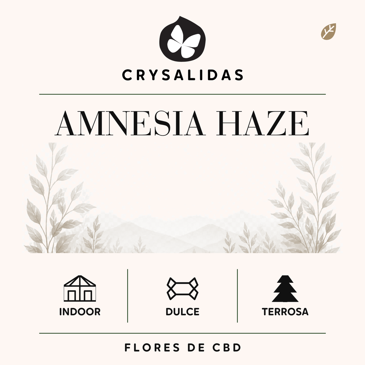 Amnesia Haze Hydroponica CBD