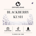Blackberry Kush Glasshouse (Small Buds)