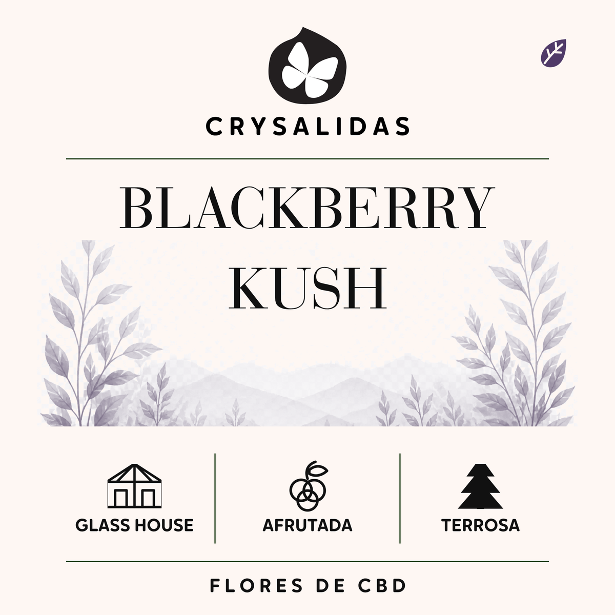 Blackberry Kush Glasshouse (Small Buds)