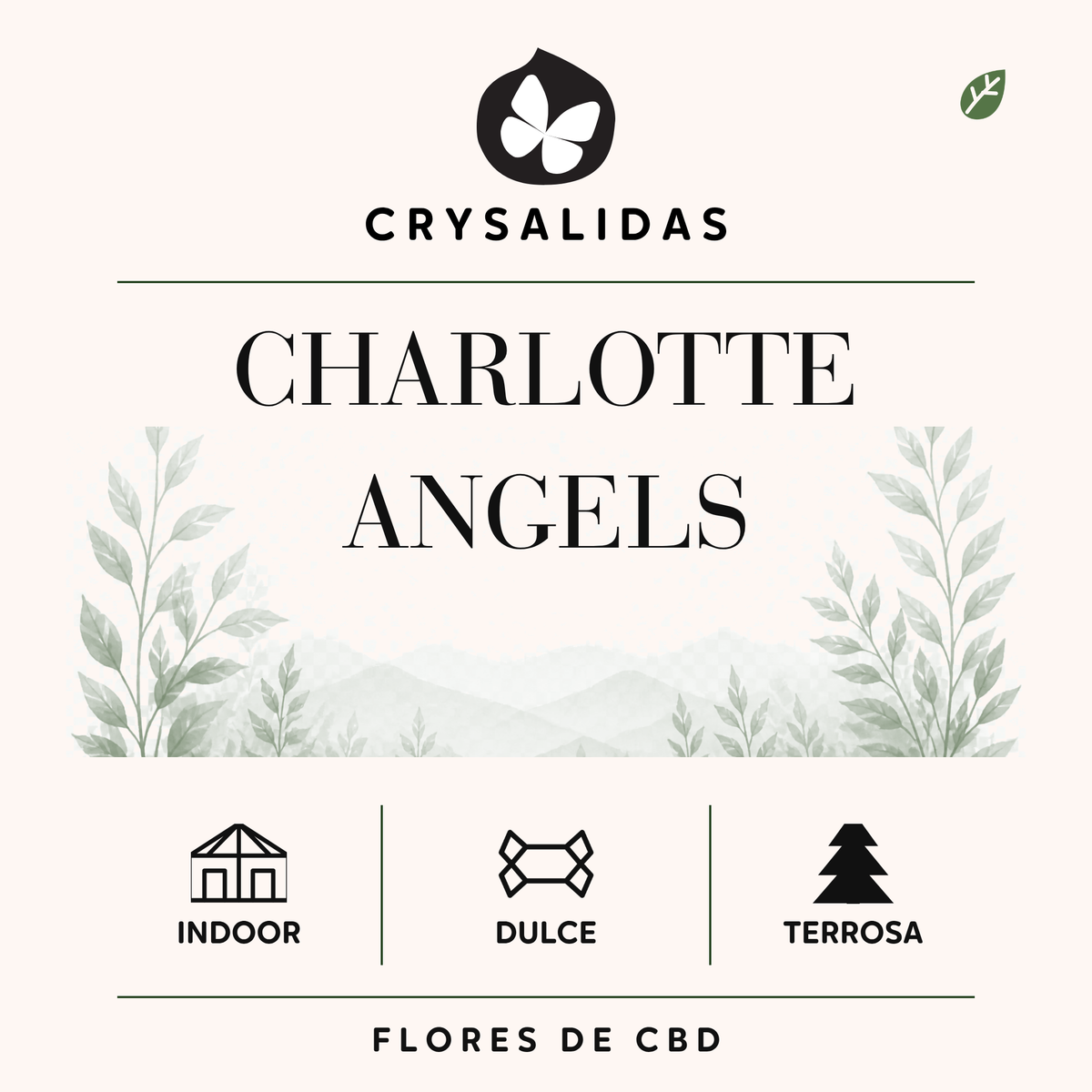 Charlottes Angels Hydroponic CBD