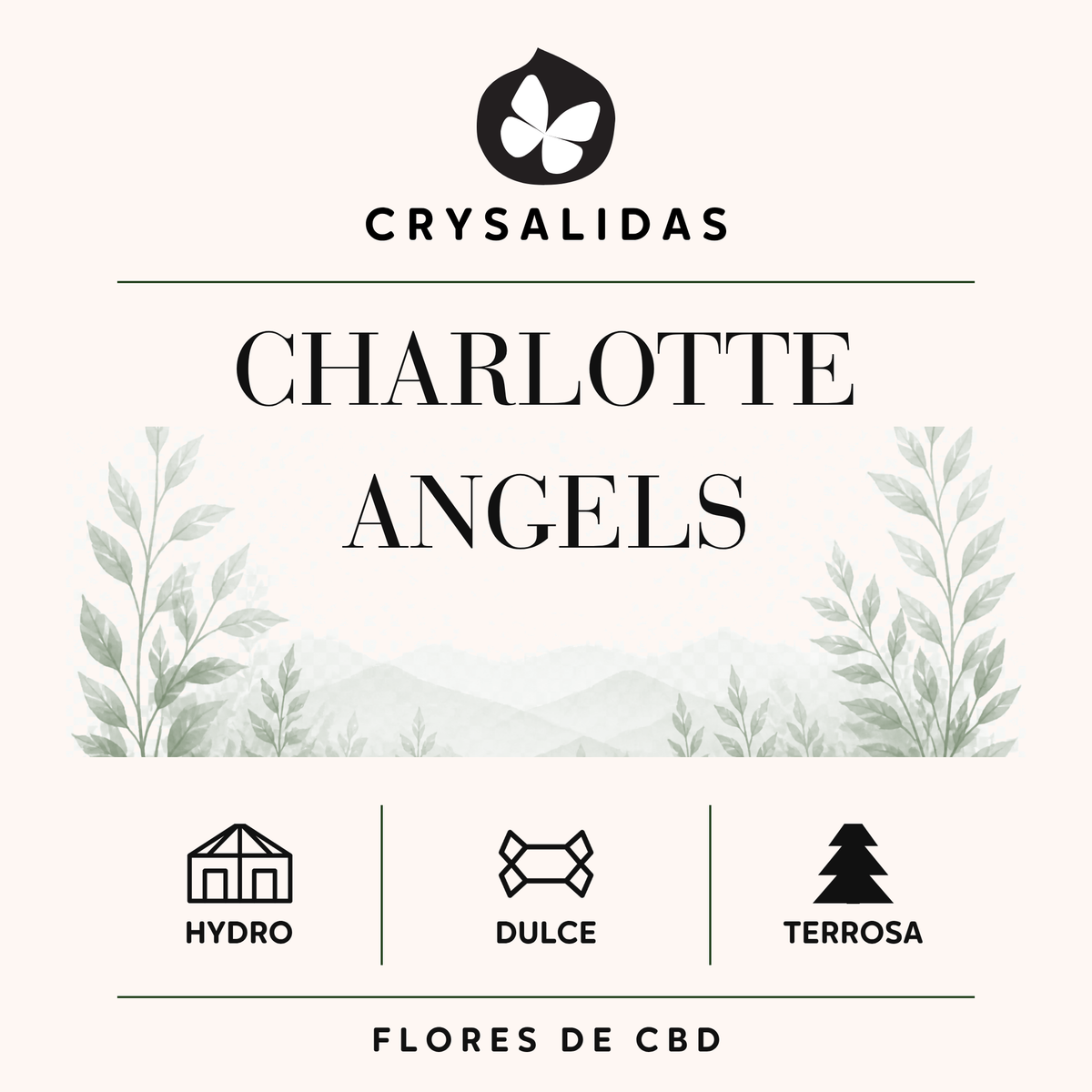 Charlottes Angels Hydroponic CBD