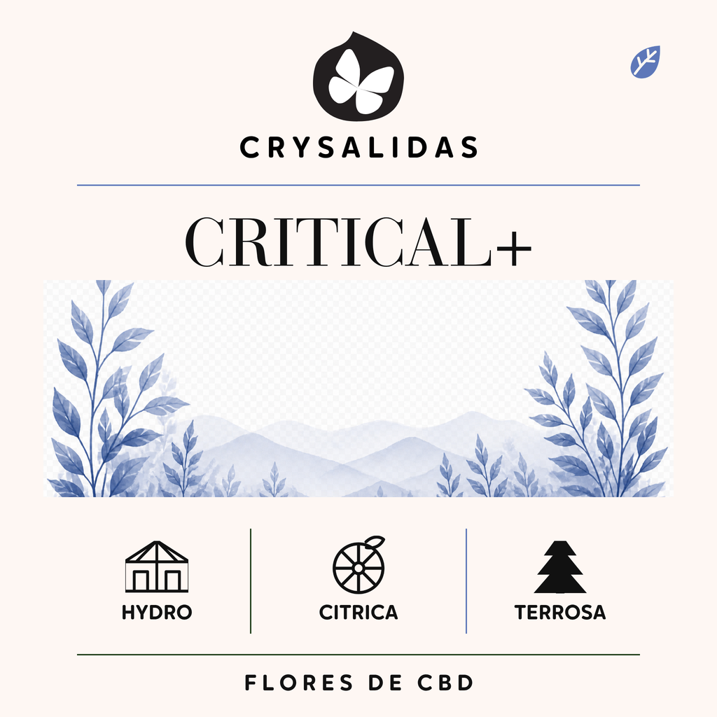 Critical+ Hydroponica CBD
