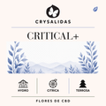 Critical+ Hydroponic CBD