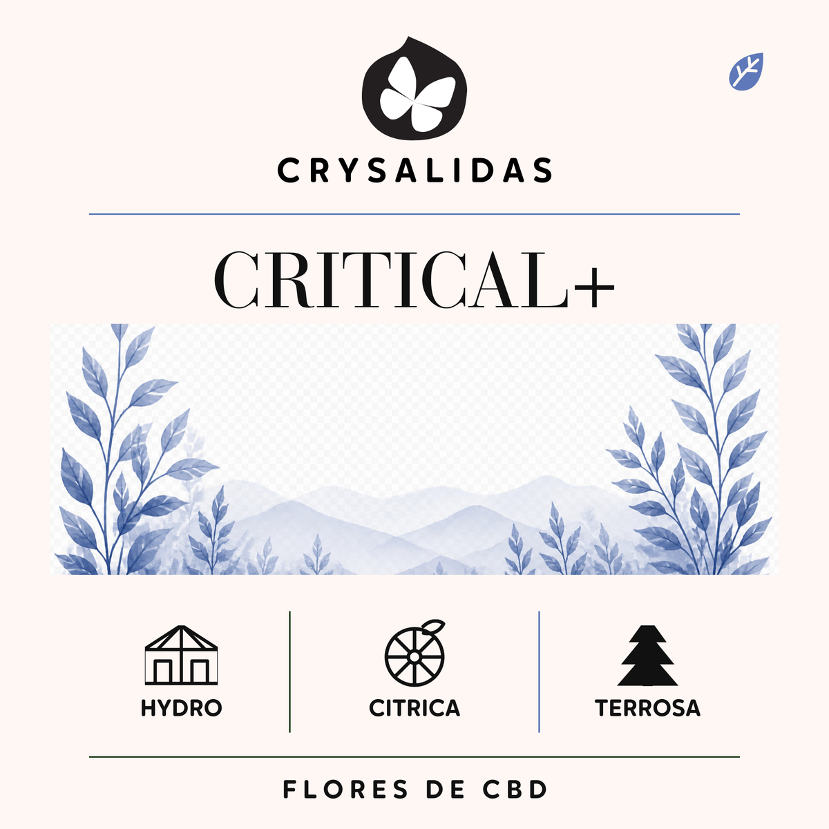 Critical+ Hydroponica CBD
