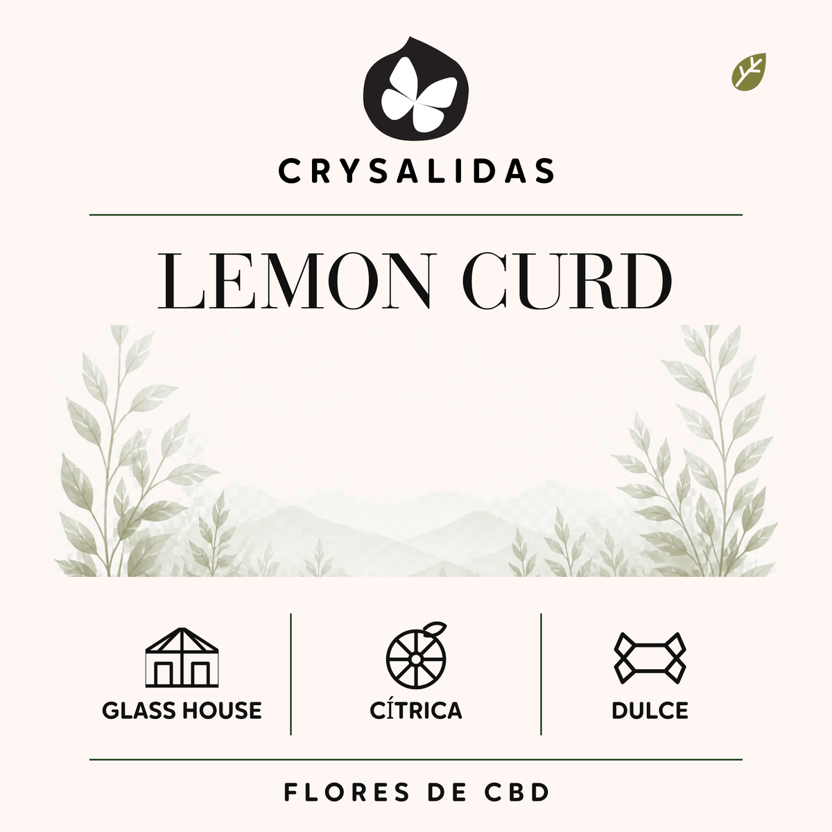 Lemon Curd Glasshouse (Small Buds)