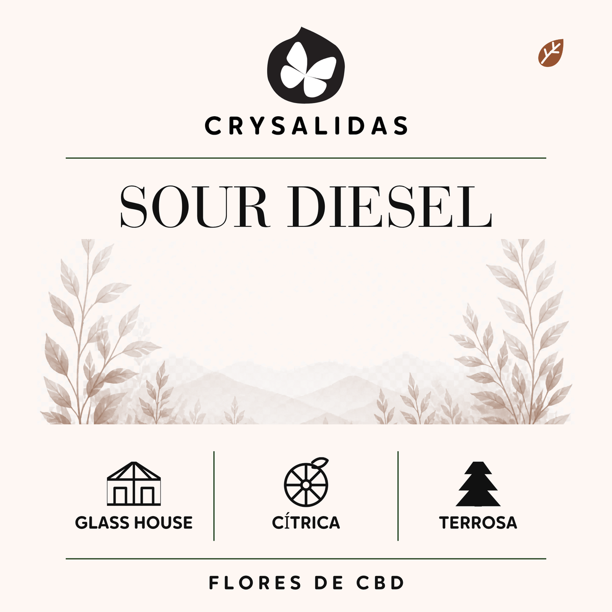 Sour Diesel Glasshouse (Small Buds)