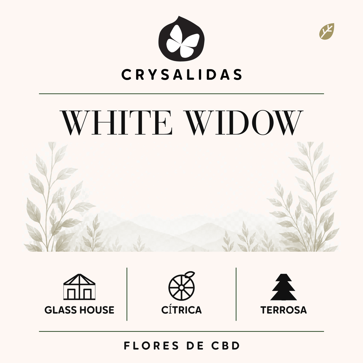White Widow Glasshouse CBD